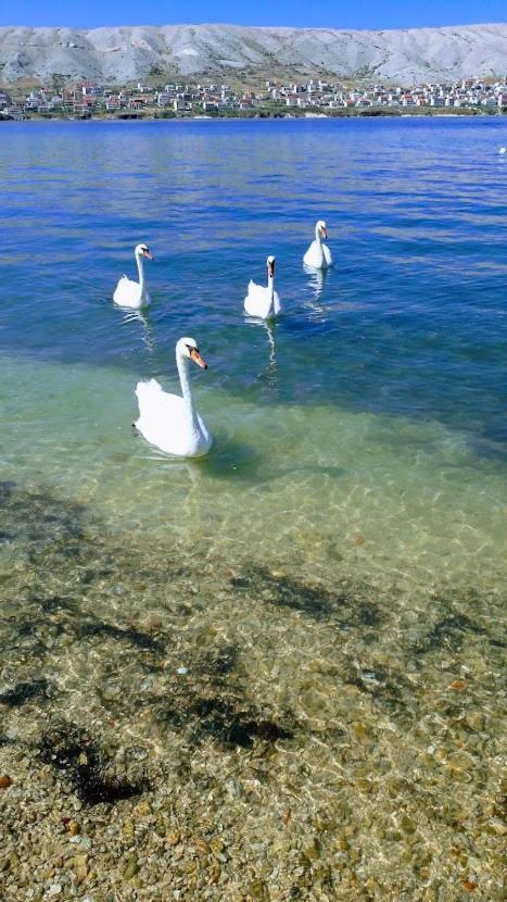 Vista Dal Mare Pag Daire Pag Town Dış mekan fotoğraf